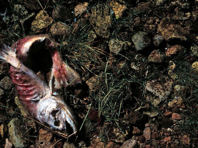 Salmon Carcass