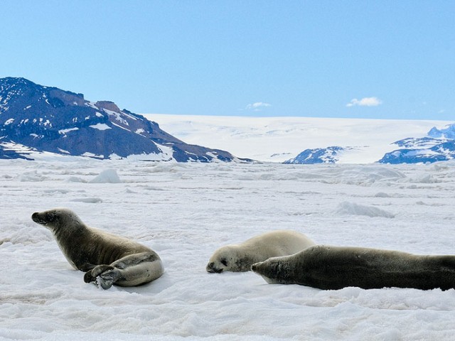 Crabeater Seals