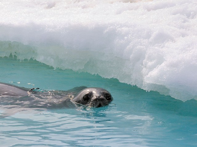 Juvenile Weddell Seal