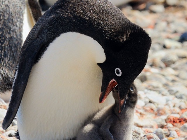 Adelie Penguin Mother and Chick II