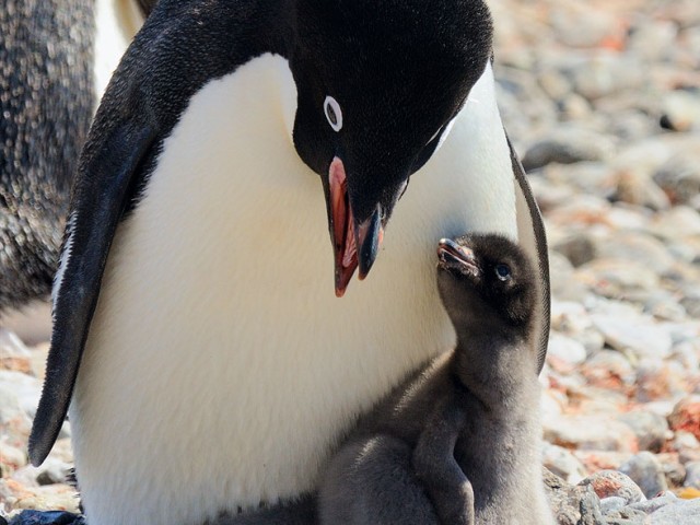 Adelie Penguin Mother and Chick I