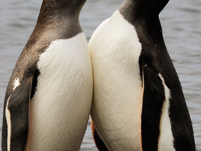 Gentoo Penguin Couple