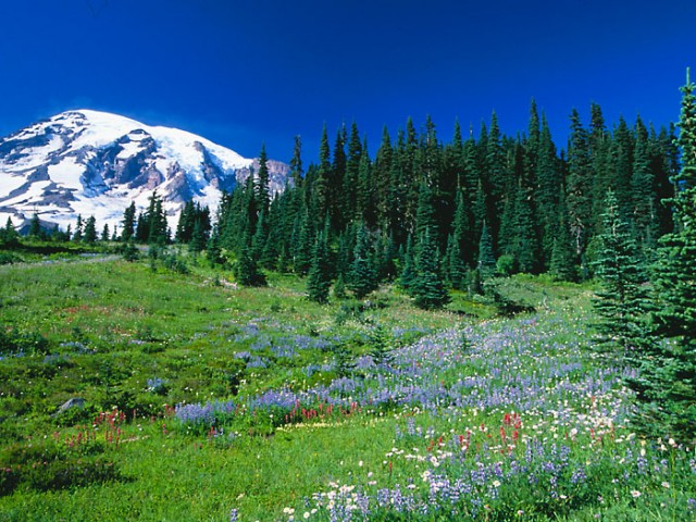 Mount Rainier from Paradise