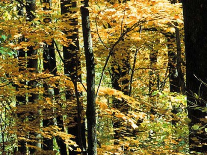 Autumn Gold – Smoky Mountains
