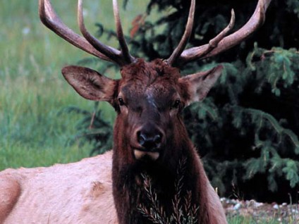 Bull Elk (Wapiti)