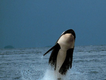 Orca (Killer Whale)