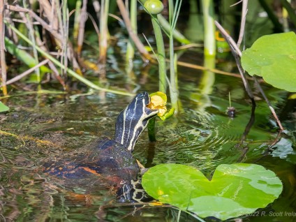 Florida Red-Bellied Cooter